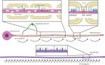Neuron-Oligodendrocyte Interactions in the Structure and Integrity of Axons - Frontiers