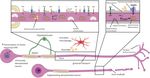 Neuron-Oligodendrocyte Interactions in the Structure and Integrity of Axons - Frontiers