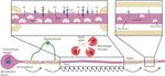 Neuron-Oligodendrocyte Interactions in the Structure and Integrity of Axons - Frontiers