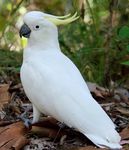 Guidelines for Reducing Cockatoo Damage - Wildlife Management Methods