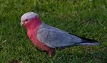 Guidelines for Reducing Cockatoo Damage - Wildlife Management Methods