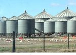 Guidelines for Reducing Cockatoo Damage - Wildlife Management Methods