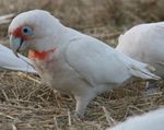 Guidelines for Reducing Cockatoo Damage - Wildlife Management Methods