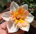 Welcome to Carter's Daffodils 2021