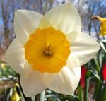 Welcome to Carter's Daffodils 2021