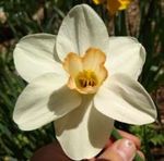 Welcome to Carter's Daffodils 2021