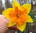 Welcome to Carter's Daffodils 2021