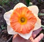 Welcome to Carter's Daffodils 2021