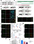 A missense in HSF2BP causing primary ovarian insufficiency affects meiotic recombination by its novel interactor - C19ORF57/BRME1 - eLife