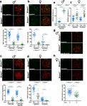 A missense in HSF2BP causing primary ovarian insufficiency affects meiotic recombination by its novel interactor - C19ORF57/BRME1 - eLife