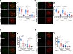A missense in HSF2BP causing primary ovarian insufficiency affects meiotic recombination by its novel interactor - C19ORF57/BRME1 - eLife