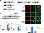 A missense in HSF2BP causing primary ovarian insufficiency affects meiotic recombination by its novel interactor - C19ORF57/BRME1 - eLife