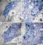 Melatonin administration provokes the activity of dendritic reticular cells in the seminal vesicle of Soay ram during the non breeding season - Nature
