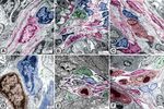Melatonin administration provokes the activity of dendritic reticular cells in the seminal vesicle of Soay ram during the non breeding season - Nature