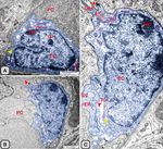 Melatonin administration provokes the activity of dendritic reticular cells in the seminal vesicle of Soay ram during the non breeding season - Nature