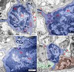 Melatonin administration provokes the activity of dendritic reticular cells in the seminal vesicle of Soay ram during the non breeding season - Nature