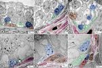 Melatonin administration provokes the activity of dendritic reticular cells in the seminal vesicle of Soay ram during the non breeding season - Nature
