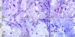 Melatonin administration provokes the activity of dendritic reticular cells in the seminal vesicle of Soay ram during the non breeding season - Nature