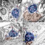 Melatonin administration provokes the activity of dendritic reticular cells in the seminal vesicle of Soay ram during the non breeding season - Nature