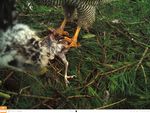 Gloucestershire Raptor Monitoring Group Goshawk monitoring project - Gloucestershire Raptor ...