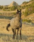 "Get Your Wild On!" June 6 - 8, 2019 - The wild horses of Theodore Roosevelt National Park - Sandra Lee Photography