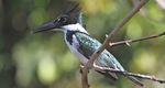 Belize Birding & Nature - Naturalist Journeys