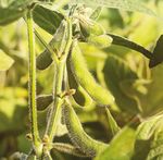 SEED CATALOG 2019 - Axis Ohio