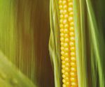 SEED CATALOG 2019 - Axis Ohio
