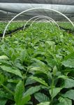 ECOM Agroindustrial INTERNAL AFFAIRS SECOND QUARTER 2021