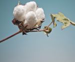 Sustainable cotton: myths versus reality - Apparel Insider
