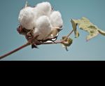 Sustainable cotton: myths versus reality - Apparel Insider