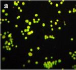 Yellow pigment from a novel bacteria, Micrococcus terreus, activates caspases and leads to apoptosis of cervical and liver cancer cell lines ...