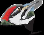 Ebird.org/atlasny - New York Breeding Bird Atlas III Volunteer Handbook 2020-2024