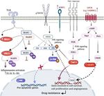 Meta analysis of gene signatures and key pathways indicates suppression of JNK pathway as a regulator of chemo resistance in AML