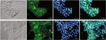Downregulation of E cadherin in pluripotent stem cells triggers partial EMT