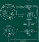 Guidelines for Research and/or Development Projects Involving Access to Genetic Resources and/or to Traditional Knowledge Associated with Genetic ...