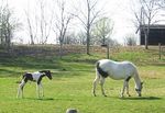New Resident Guide - January 2021 - Township of Elizabethtown-Kitley - Where Urban Meets Rural