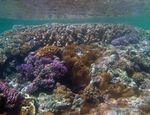 100 YEARS - The CO2 Is Coming from Your Lawn Tiny Shells Tell Tales of Ocean Systems An Itinerary of Ice Giants - Eos.org