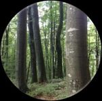 The FSC National Forest Stewardship Standard of the Federal Republic of Germany