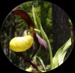 The FSC National Forest Stewardship Standard of the Federal Republic of Germany