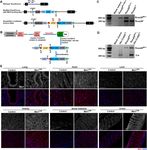 Constitutive Musashi1 expression impairs mouse postnatal development and intestinal homeostasis