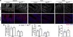 Constitutive Musashi1 expression impairs mouse postnatal development and intestinal homeostasis