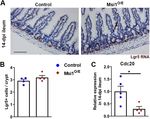 Constitutive Musashi1 expression impairs mouse postnatal development and intestinal homeostasis