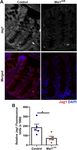 Constitutive Musashi1 expression impairs mouse postnatal development and intestinal homeostasis