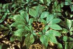 The Pharmacologically Active Constituents of White and Red Ginseng Root