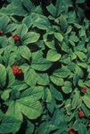The Pharmacologically Active Constituents of White and Red Ginseng Root