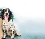 The International Veterinary Academy 2019 Investing in you