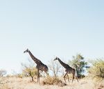 ILLEGAL LOGGING, FISHING, AND WILDLIFE TRADE: THE COSTS AND HOW TO COMBAT IT - World Bank