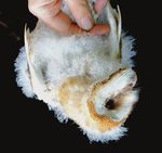 Ringing tales: Barn Owls - BirdWatch Ireland