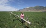 Utah farmers and entrepreneurs compete to grow medical pot - Phys.org